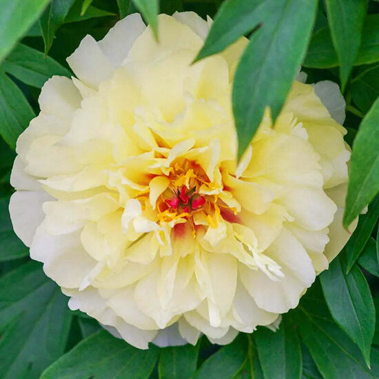 2. ITOH peonija (Paeonia intersectional) 'Vanilla Manilla' (podā)